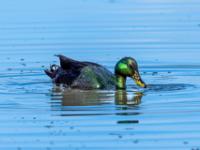 Smaragdente Männchen